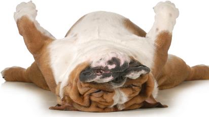 a dog upside down