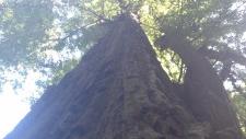 Image of a big tree
