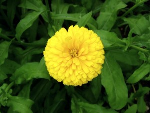 the-perils-of-divorced-pauline-free_yellow_flower_jpg_photo-300x225.jpg
