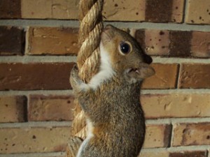 his-giant-mistake-squirrel06a-300x225.jpg