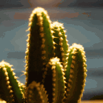 his-giant-mistake-cactus1-150x150.png