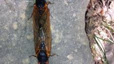 Cicadas mating