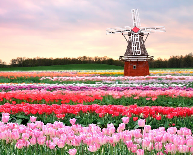 sweet-cicily-ced25-tulips-field-holland-1280x1024.jpg