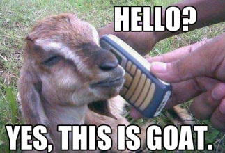 goat on phone.jpg