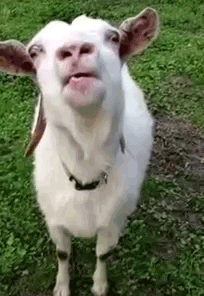 d-Crazy-goat-gives-a-_tongue-lashing_.gif
