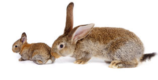 mother-rabbit-newborn-bunny-white-background-41018059.jpg