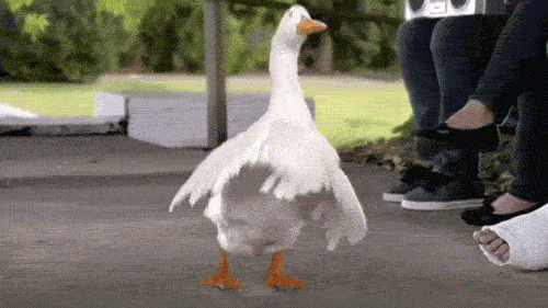 goose dance.gif