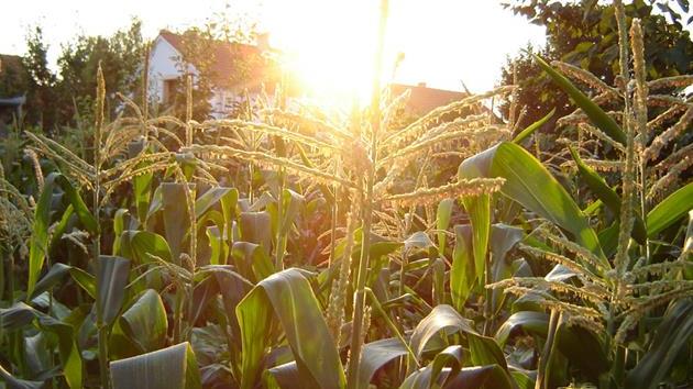 corn field.jpg