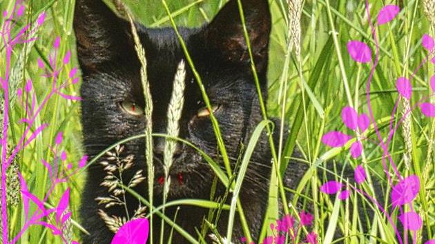 a black cat in the grass