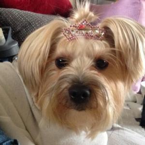 princess-tiara-dog-barrette-15777.jpg