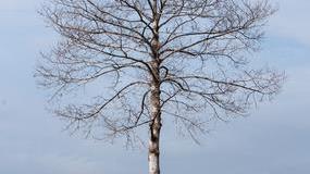 a tree without leaves