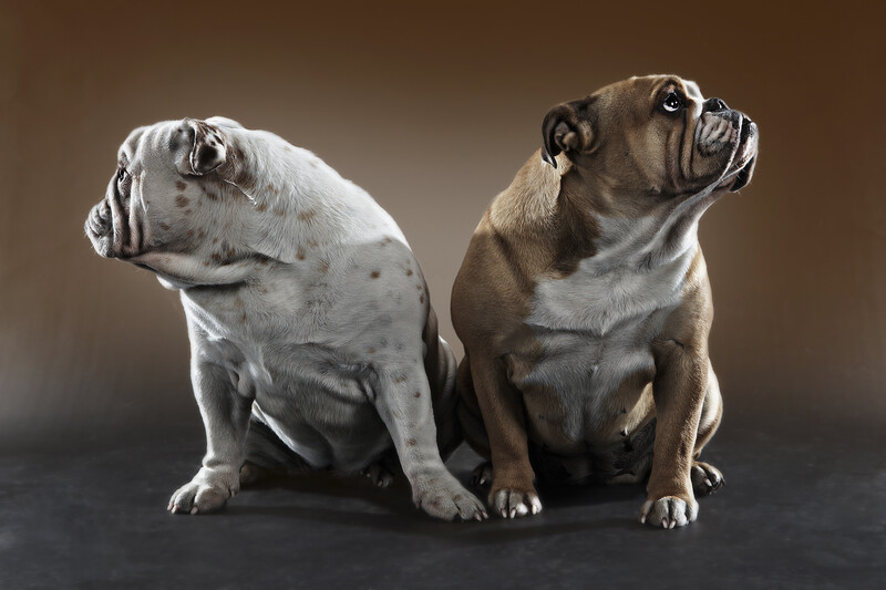 Two pug dogs on gray background